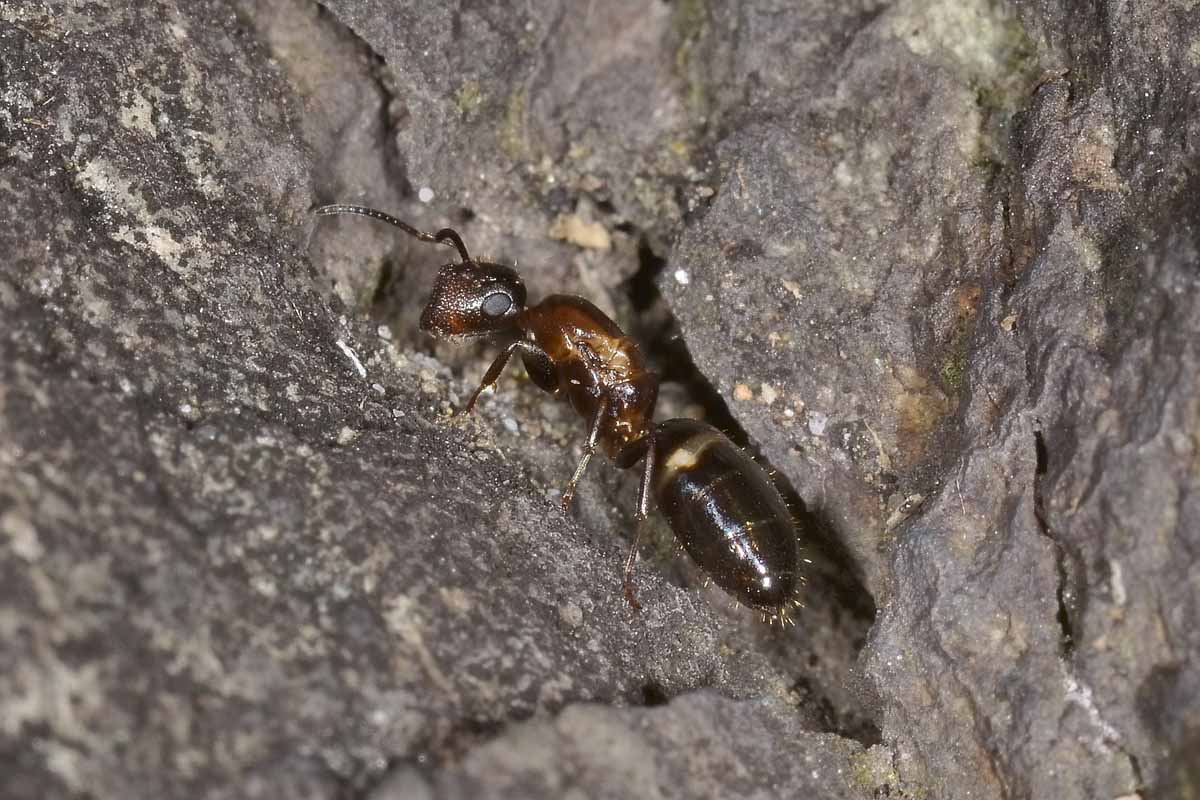 Camponotus truncatus, femmina errabonda